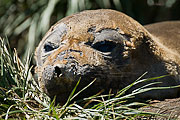 Picture 'Ant1_1_01233 Elephant Seal, Mirounga leonina, Molt, Southern Elephant Seal, Antarctica and sub-Antarctic islands, South Georgia, Godthul'